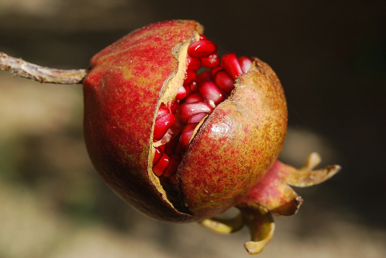 Concentración de fenoles en la piel de los frutos