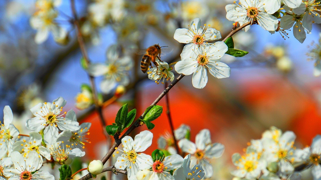 Las abejas favorecen el cultivo de granadas