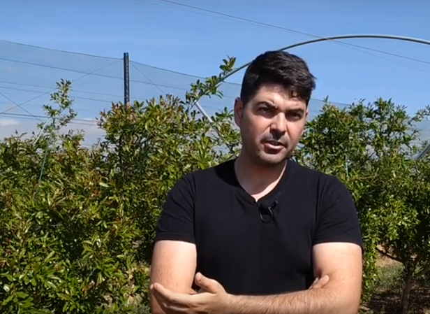 La granada puede ser una alternativa eficiente frente al cambio climático (vídeo)